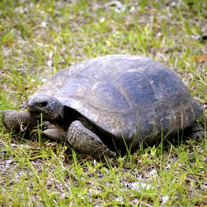 gopher tortoise 300